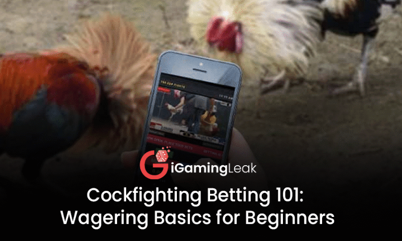 Cockfighting Betting 101: Wagering Basics for Beginners